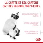 Royal Canin Mother and Babycat – Image 3
