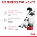 Royal Canin Mother and Babycat – Image 4