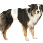 Couches pour chiens mâles